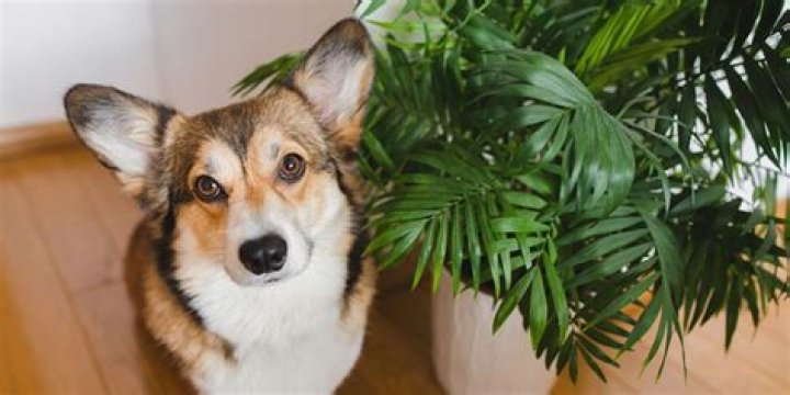 10 Most Beautiful Pet-Friendly Plants