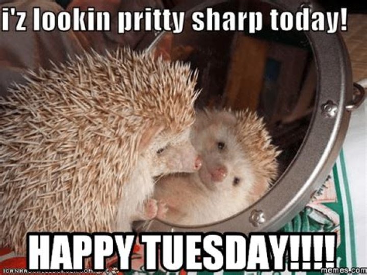 15 Happy Tuesday Memes - Best Funny Tuesday Memes