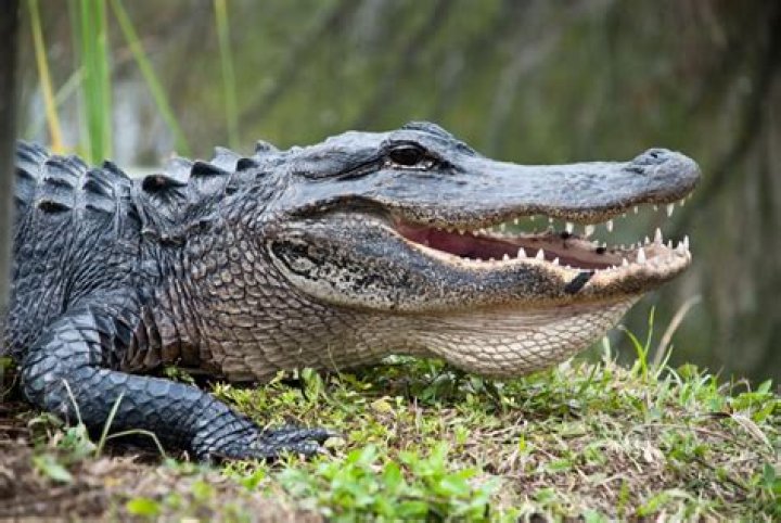 30 Urban Legends That Are Totally True — Best Life