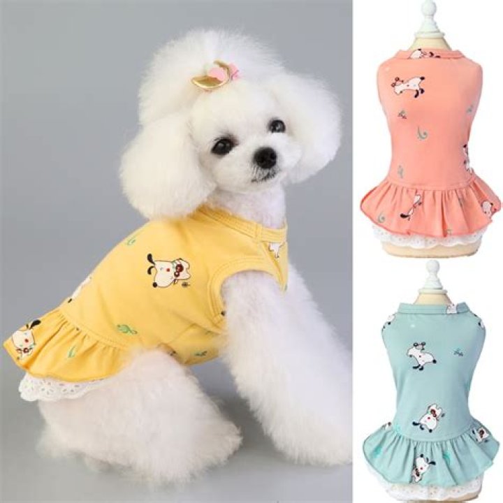 33 Most Adorable Dog Outfits You Can Buy Now