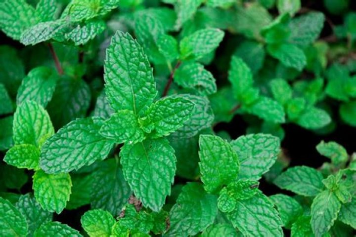 5 Common Mouse-Repellent Plants — Best Life