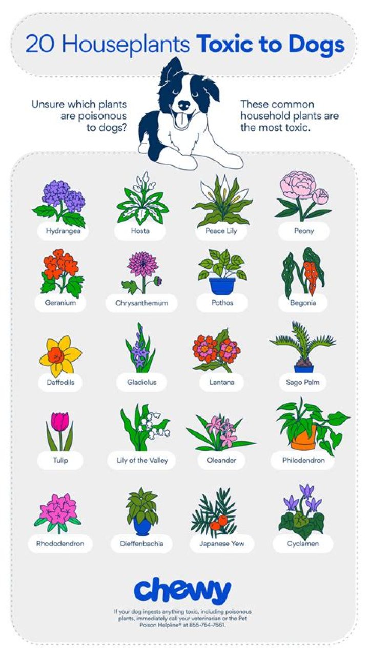5 Things in Your Garden That Are Poisonous to Your Dog