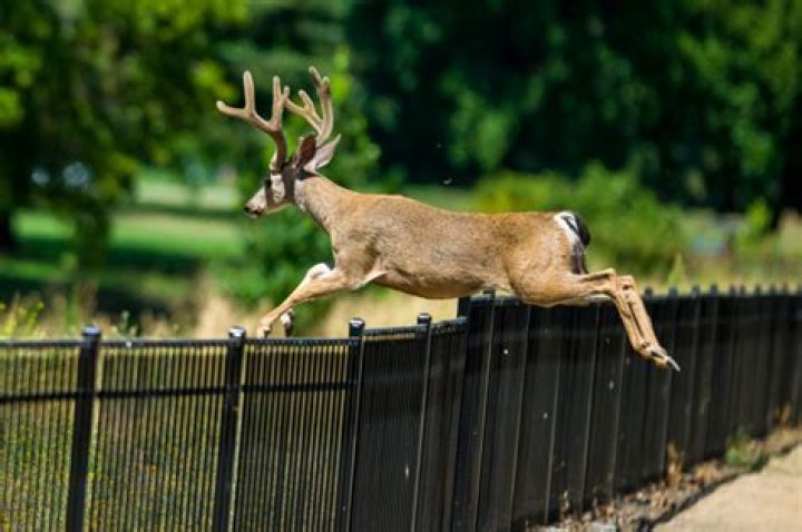 5 Things in Your Yard That Attract Deer to Your Home