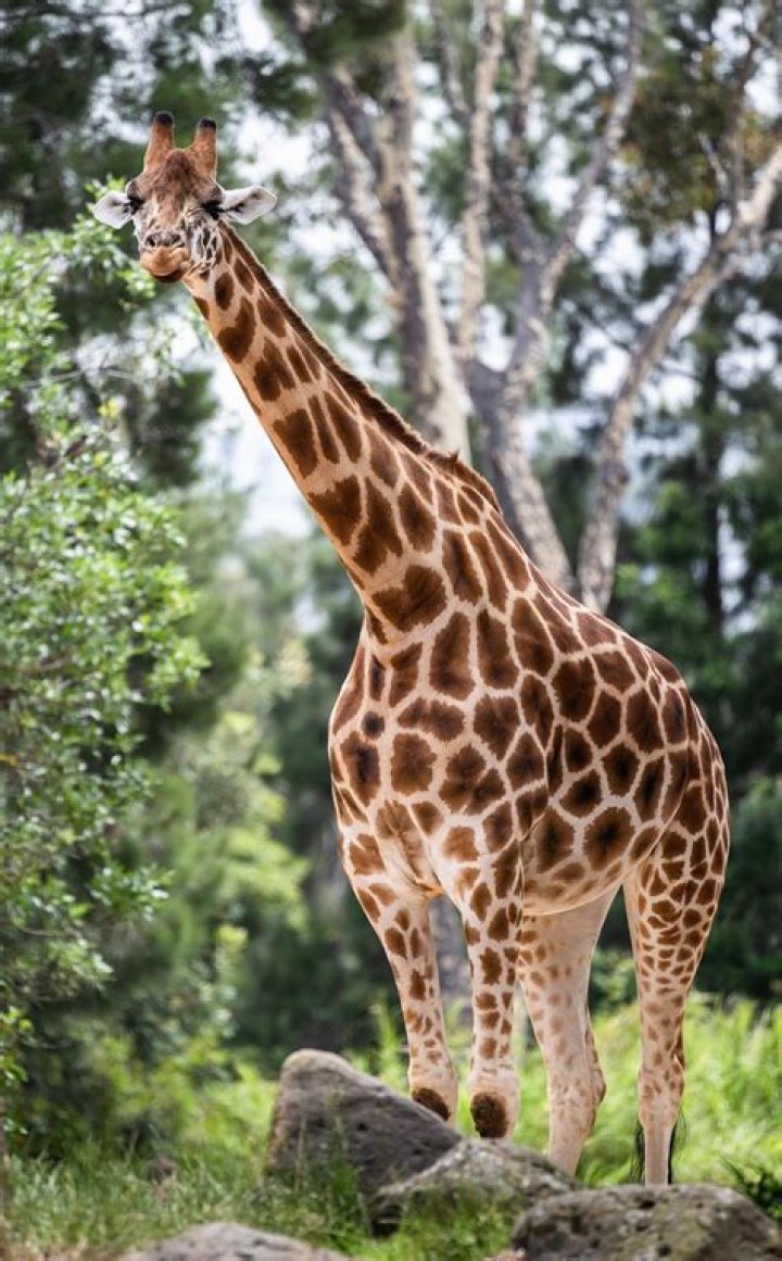 April The Giraffe — PICS