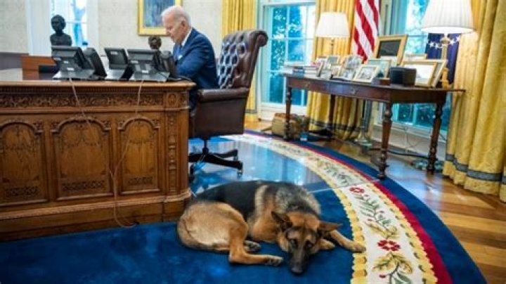Does Joe Biden Have Any Pets?