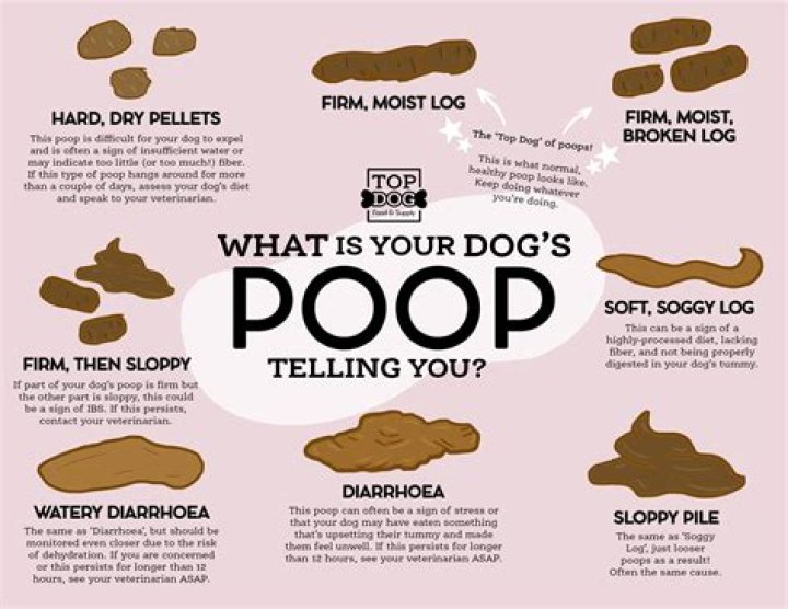 I'm a Vet and I'd Never Buy These 5 Things for My Dog