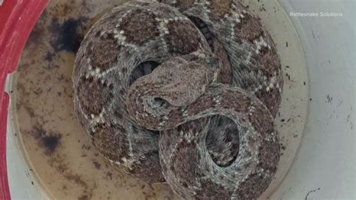 If You Live Here, Prepare to See More Rattlesnakes This Month, Experts Say