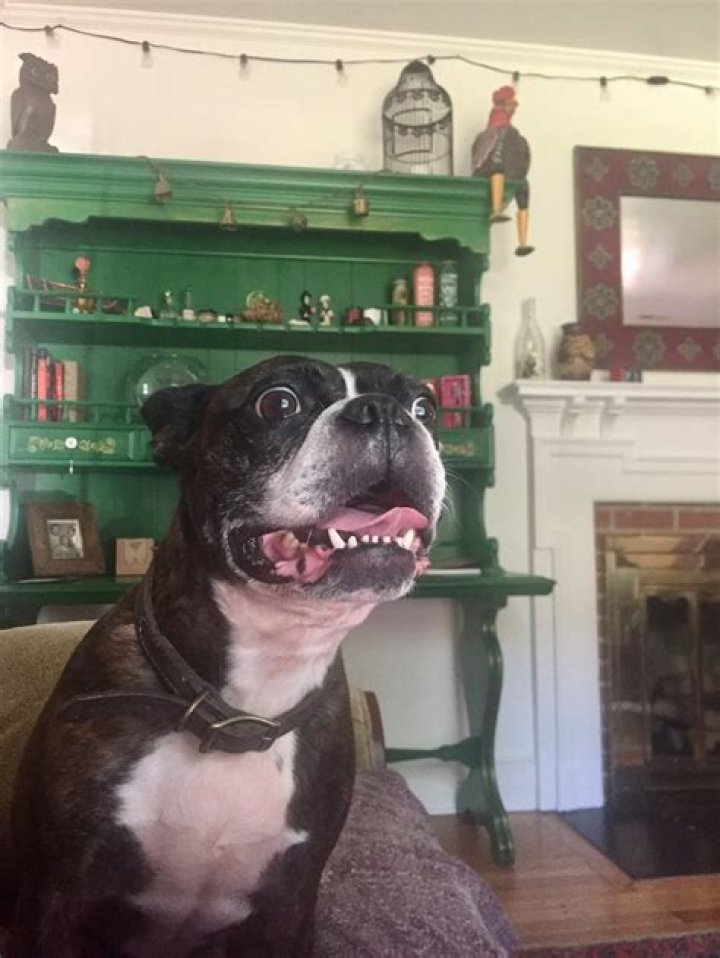 People Are Sharing Hilarious Stories of Their "Jerk" Pets