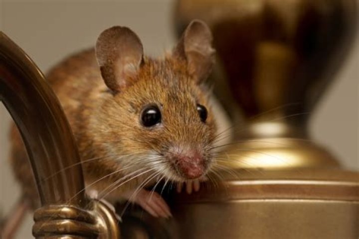 The No. 1 Sign There Are Mice in Your Bedroom, Experts Say — Best Life