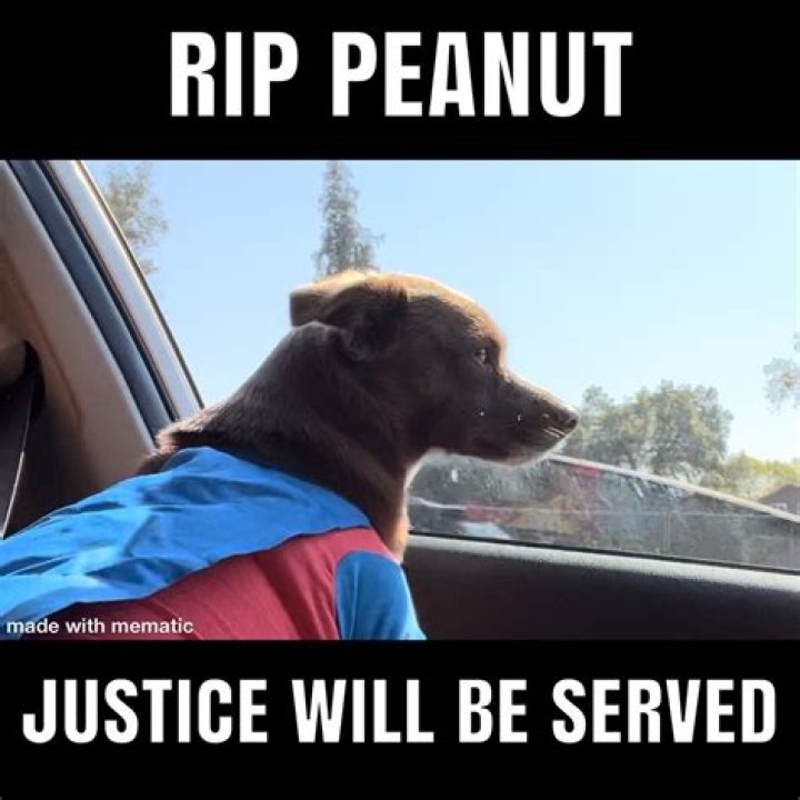 This Man's Tweet About His Dog Being Bribed by a Bear Is Going Viral