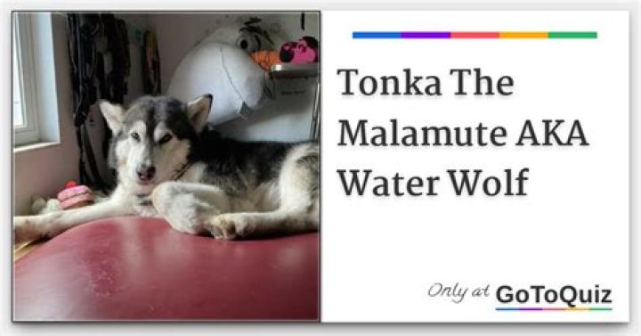 Tonka the Malamute AKA WaterWolf video statistics