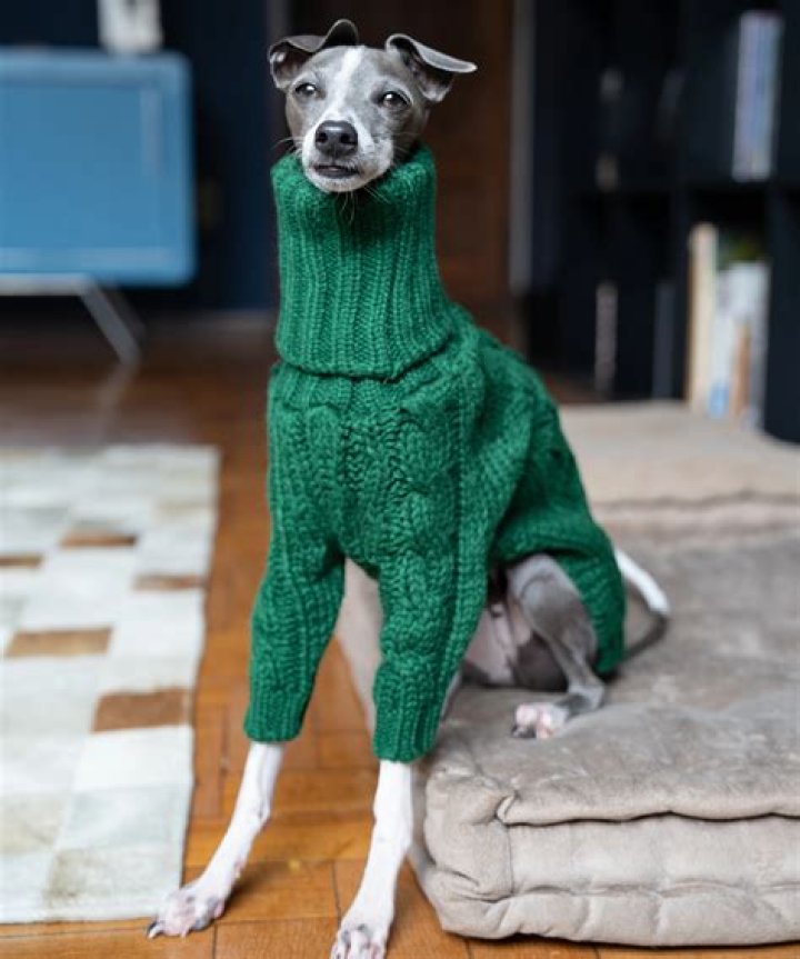 Twitter Can't Stop Cracking Jokes About These Turtleneck-Wearing Dogs